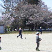 校庭と第２駐車場の桜が咲きました（３月２２日）