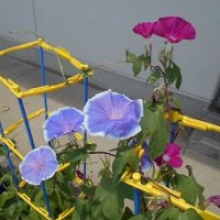 あさがおの観察(1年)
