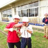 サツマイモの収穫