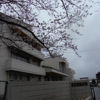 利根小学校の桜